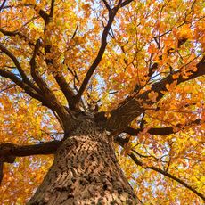 View up the trunk of a tree with autumn leaves