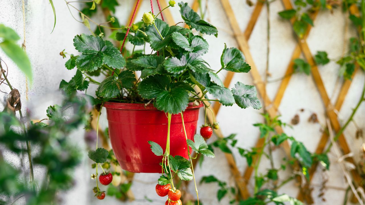 Strawberry plant in a hanging basket