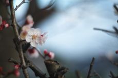 Flowers On A Japanese Apricot Tree