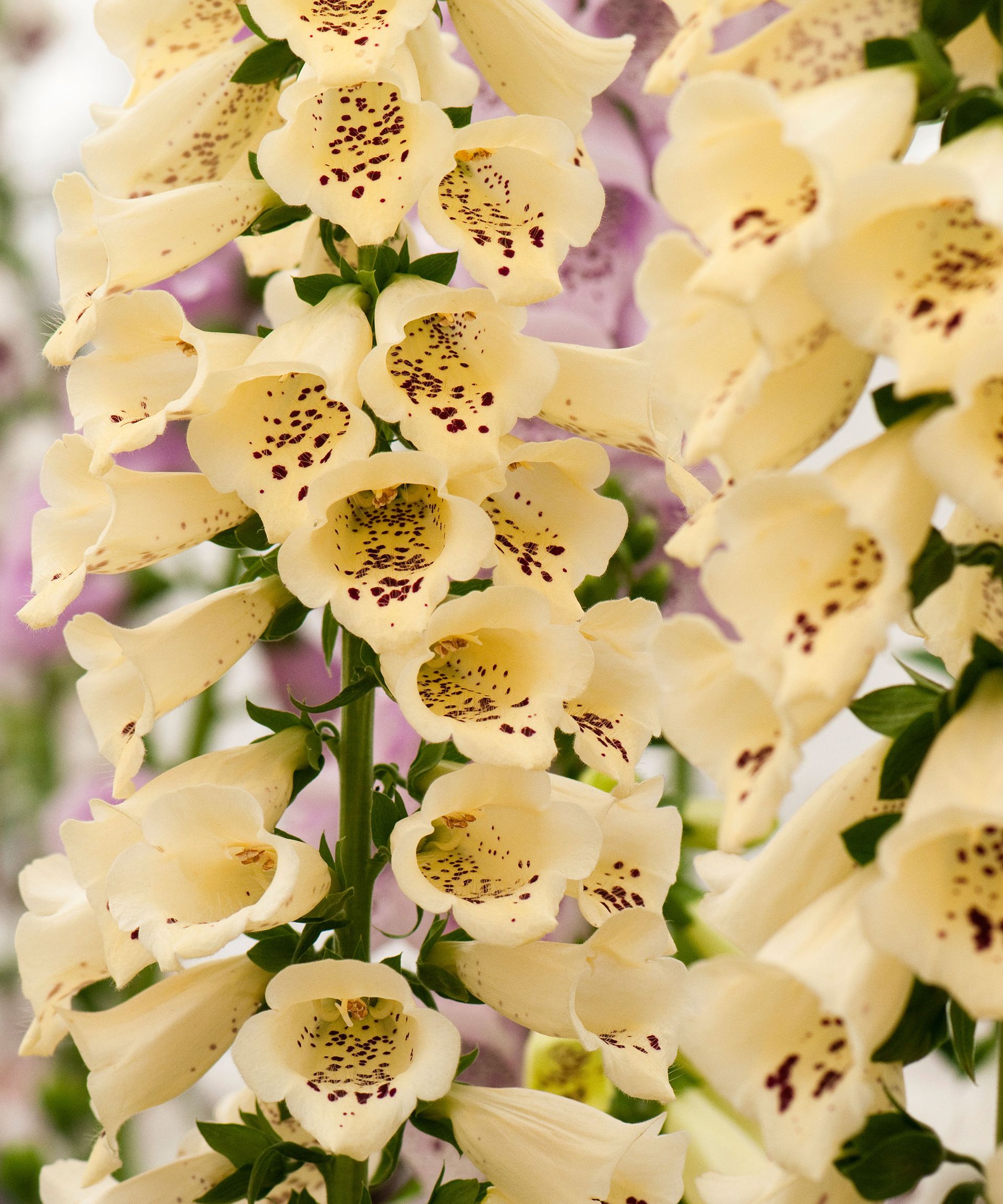 Foxglove Digitalis purpurea 'Primrose Carousel' in flower