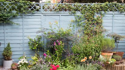 Plants growing in garden border alongside blue fence with trellis and fence topper and climbing plants