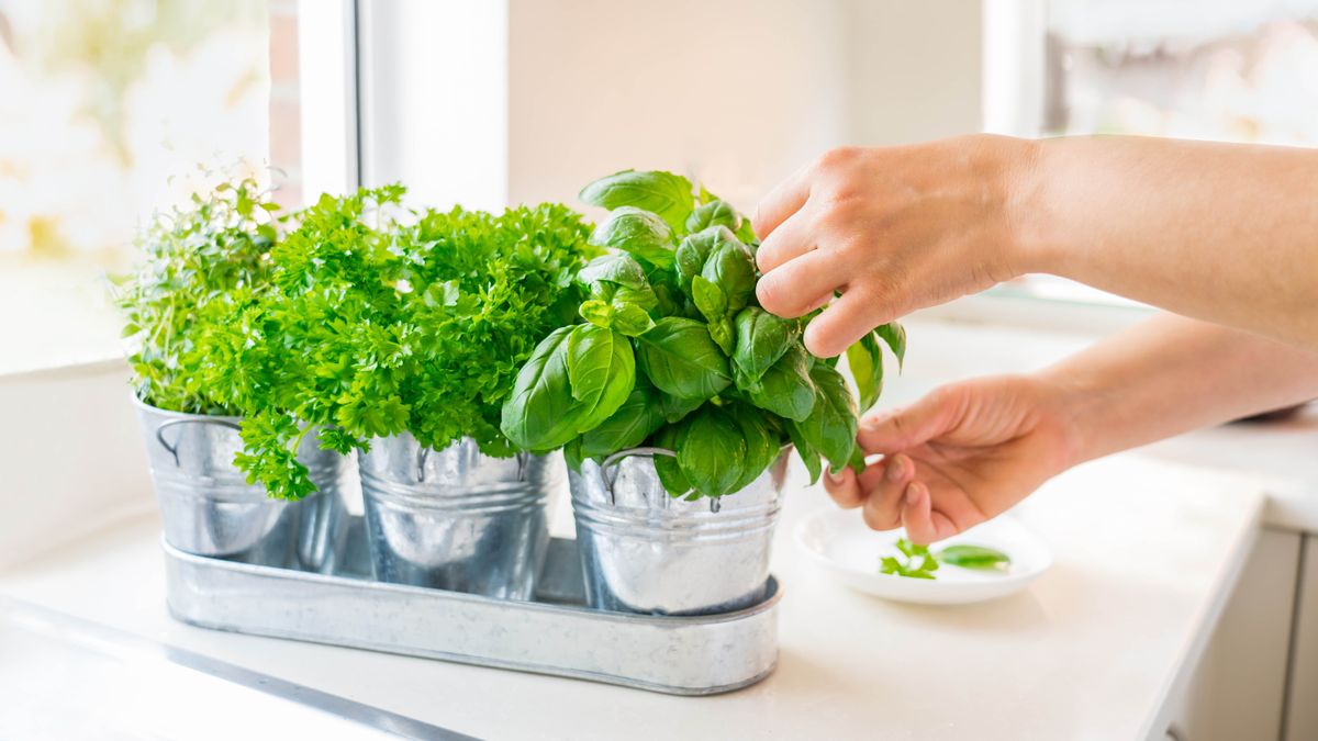 Herbs on windowsill