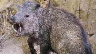 what to do if you see a wild boar: aggressive boar