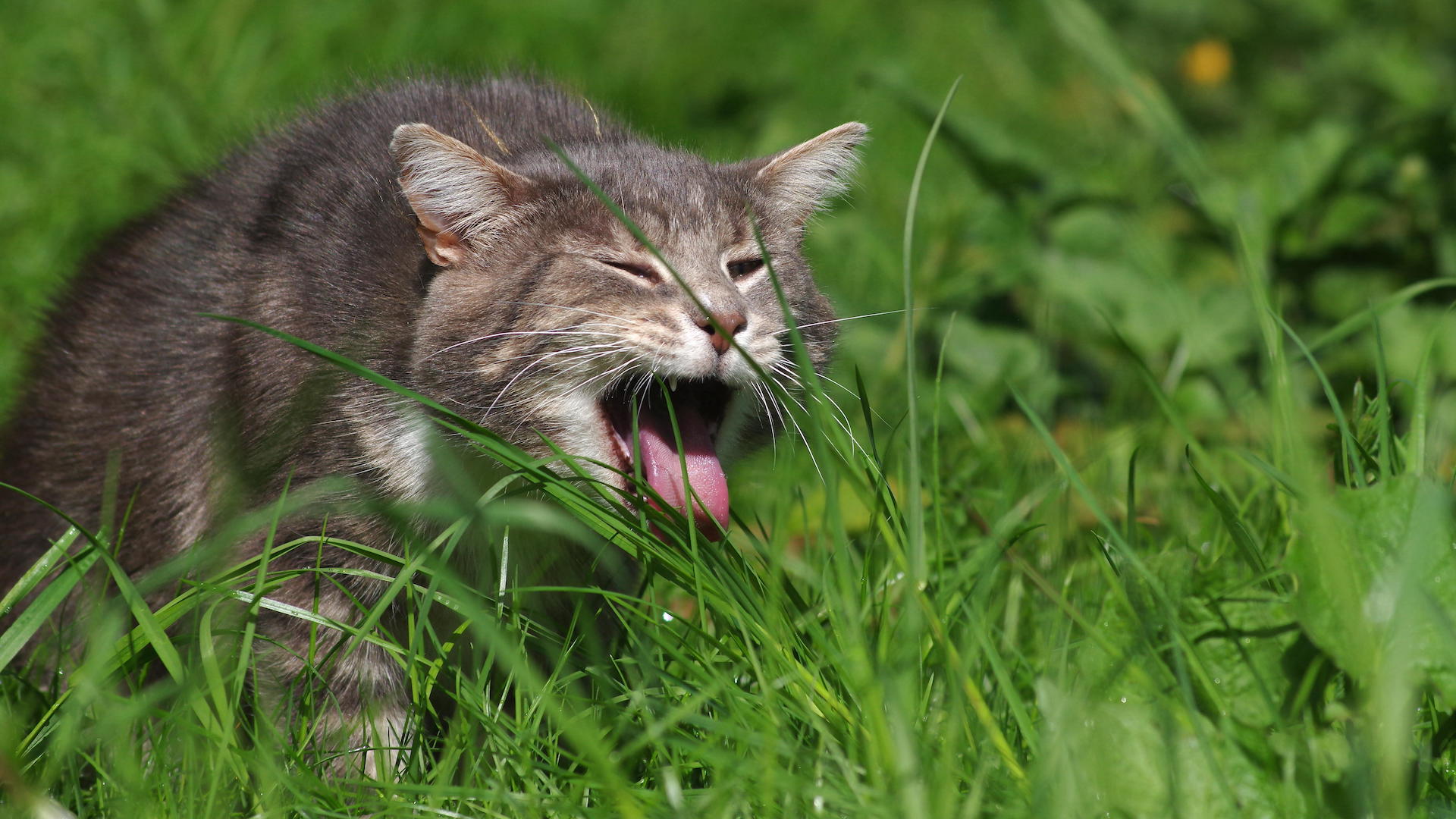 Grey cat retching in grass