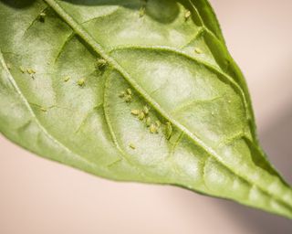 how to identify houseplant pests - green aphids on a leaf - GettyImages-894436400