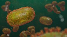 Monkeypox belongs to the Orthopoxvirus&nbsp;genus, which also includes variola virus (which causes smallpox), vaccinia virus (used in the smallpox vaccine) and cowpox virus.