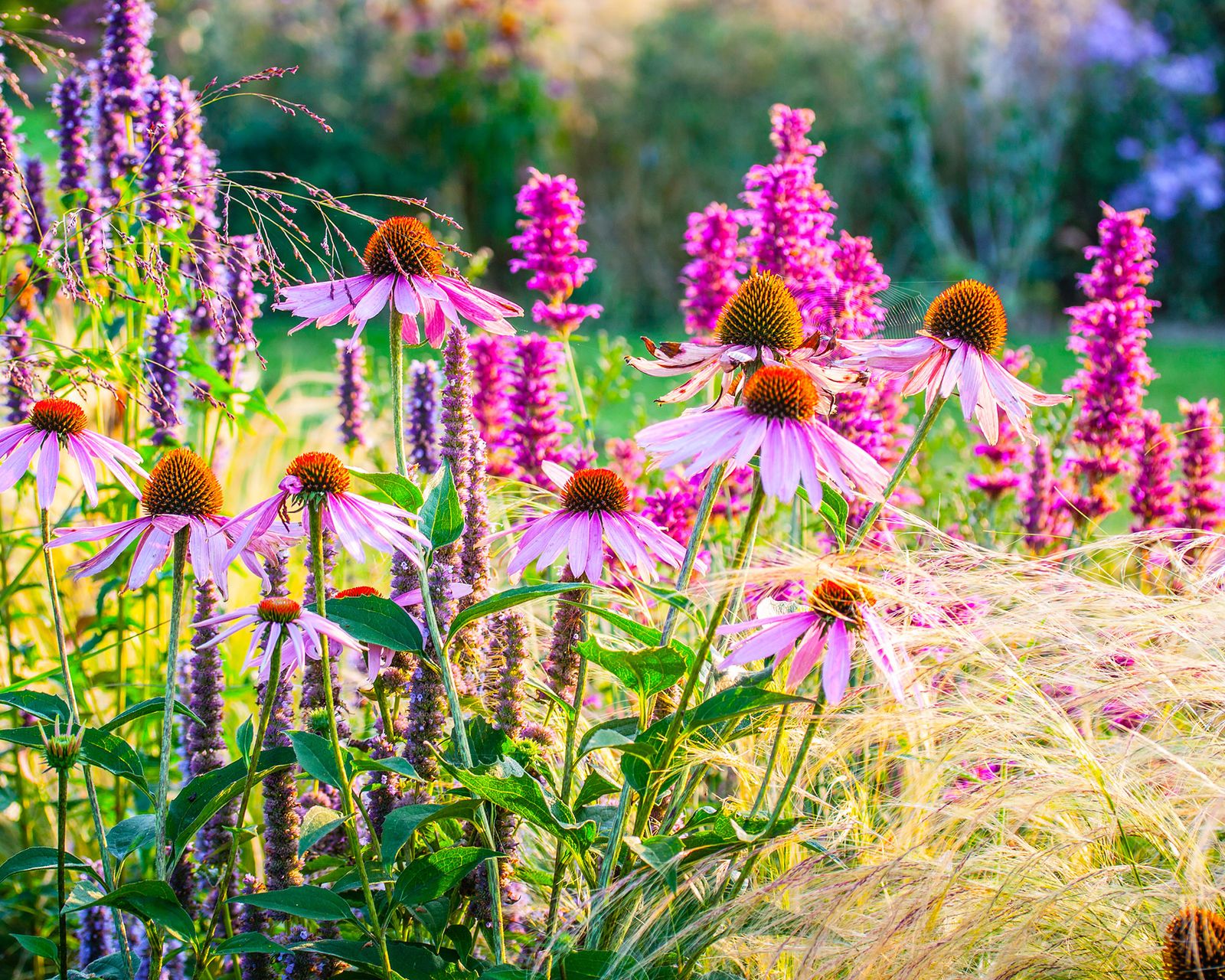 How to grow echinacea: top tips on planting and caring for coneflowers ...