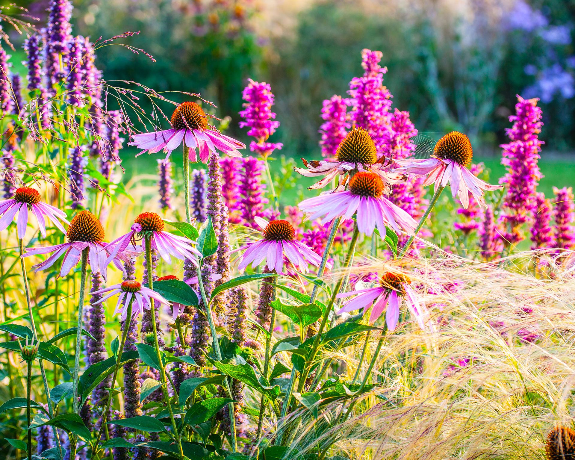 How to grow echinacea top tips on planting and caring for coneflowers