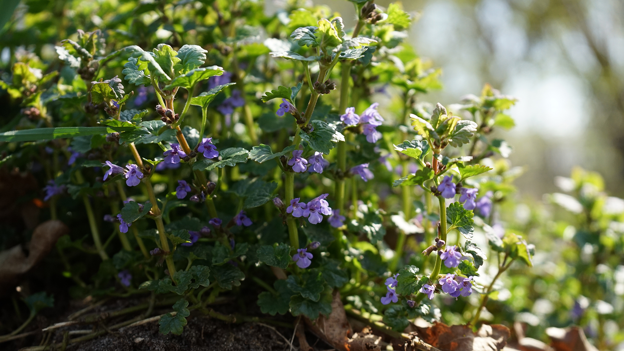 Ground ivy creeping charlie in a garden