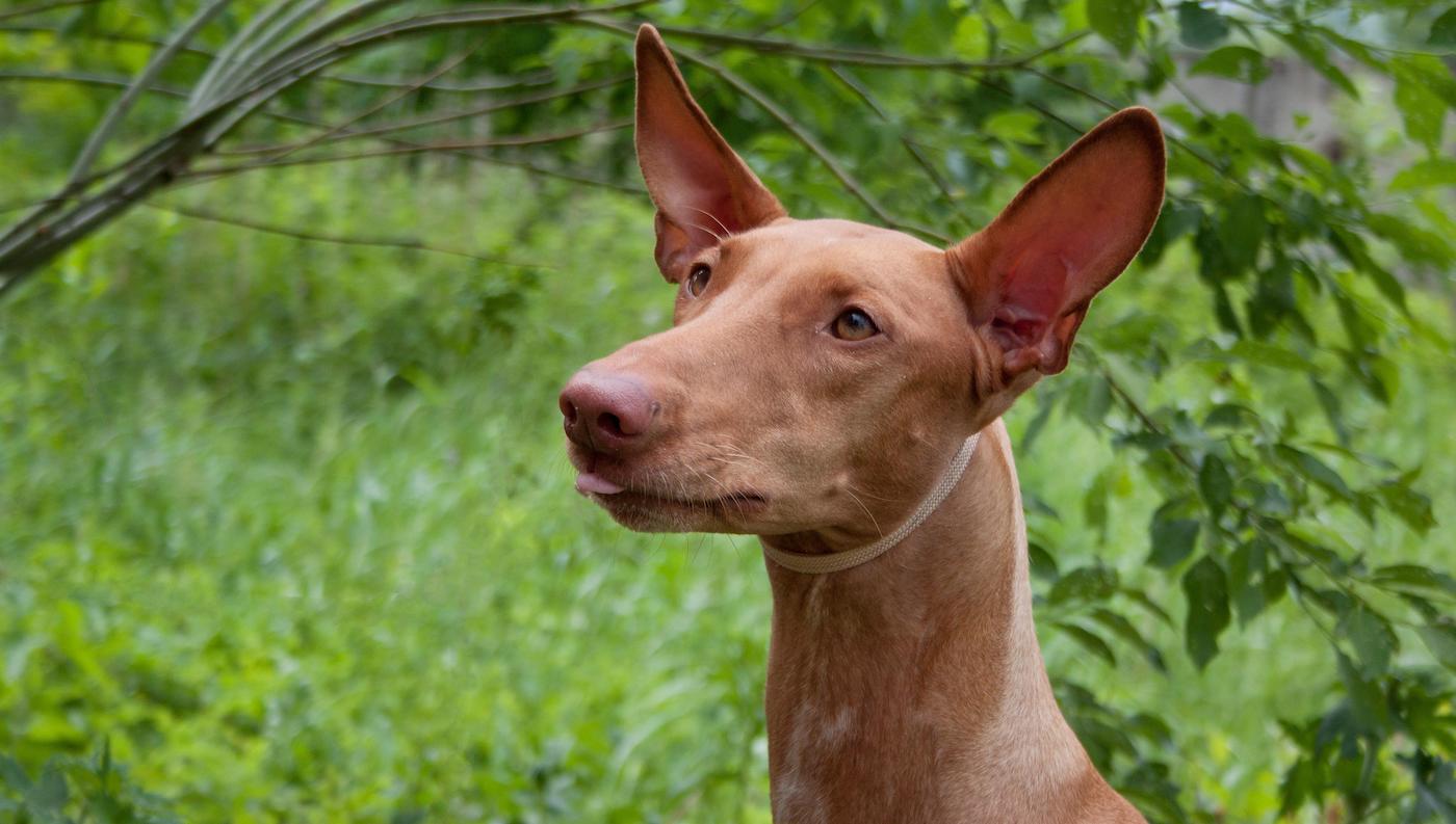 Pharaoh hound head shot