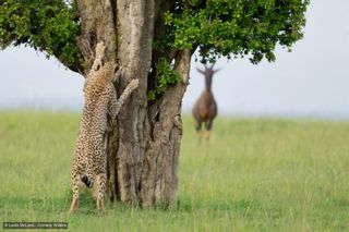 Entrant to Comedy Wildlife Awards 2024 competition