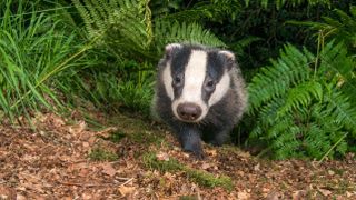 Badger coming out of a bush