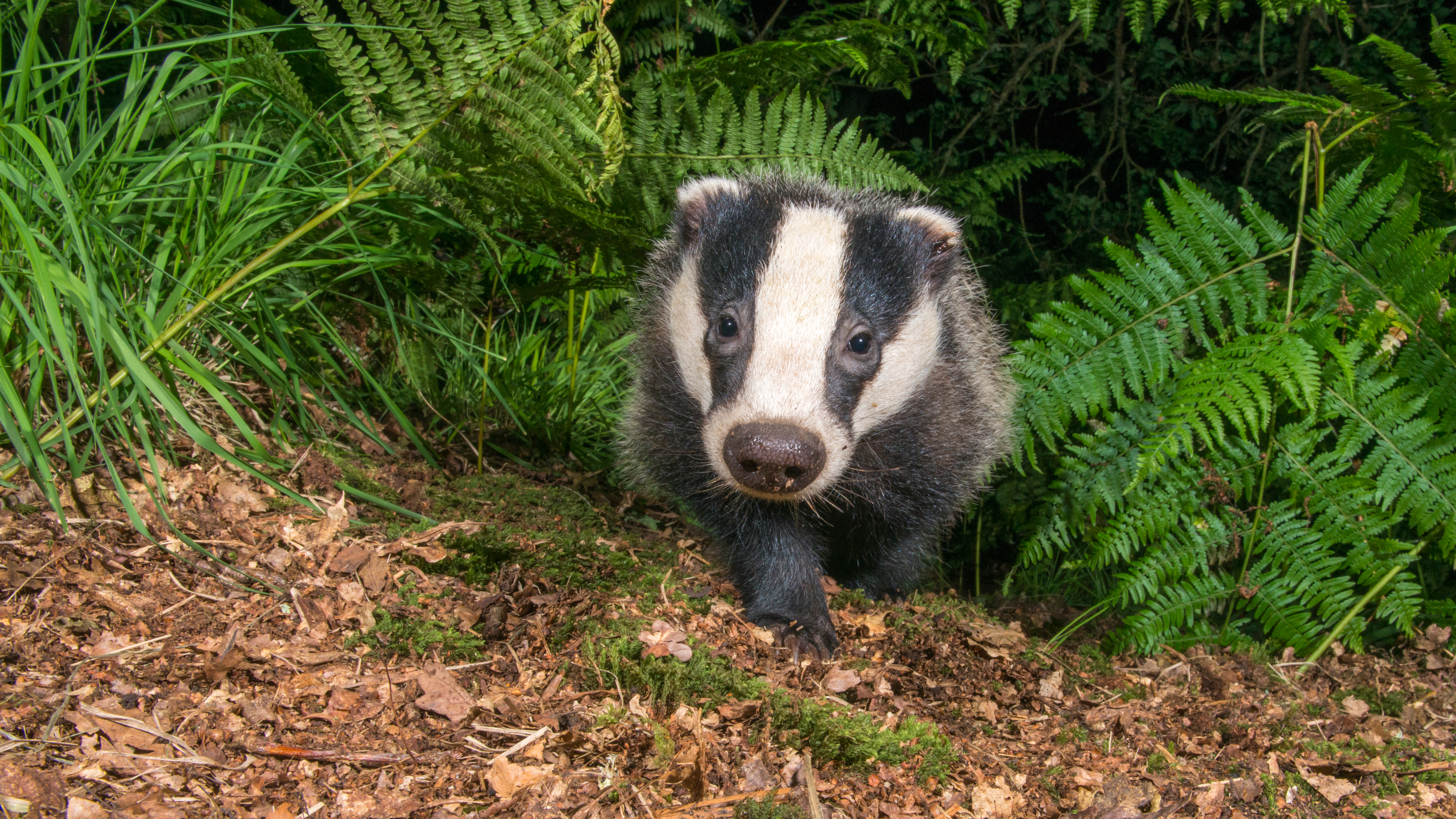 Badger coming out of a bush