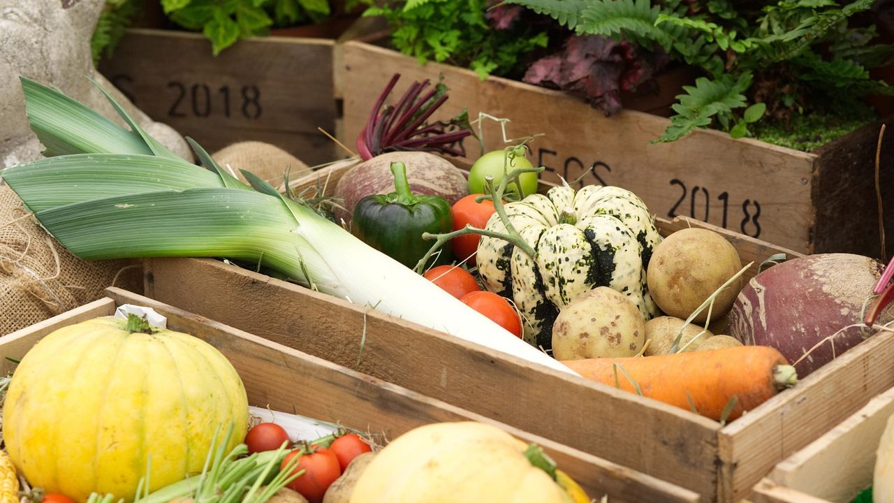 A harvest of fall vegetables