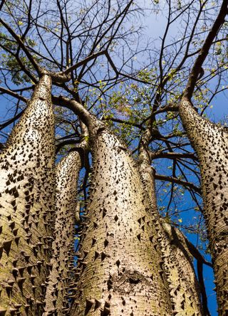 The Amazon rainforest for the spiky sandbox tree