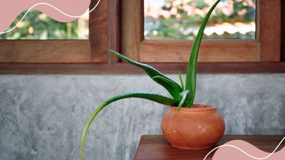 picture of aloe vera with a drooping stem