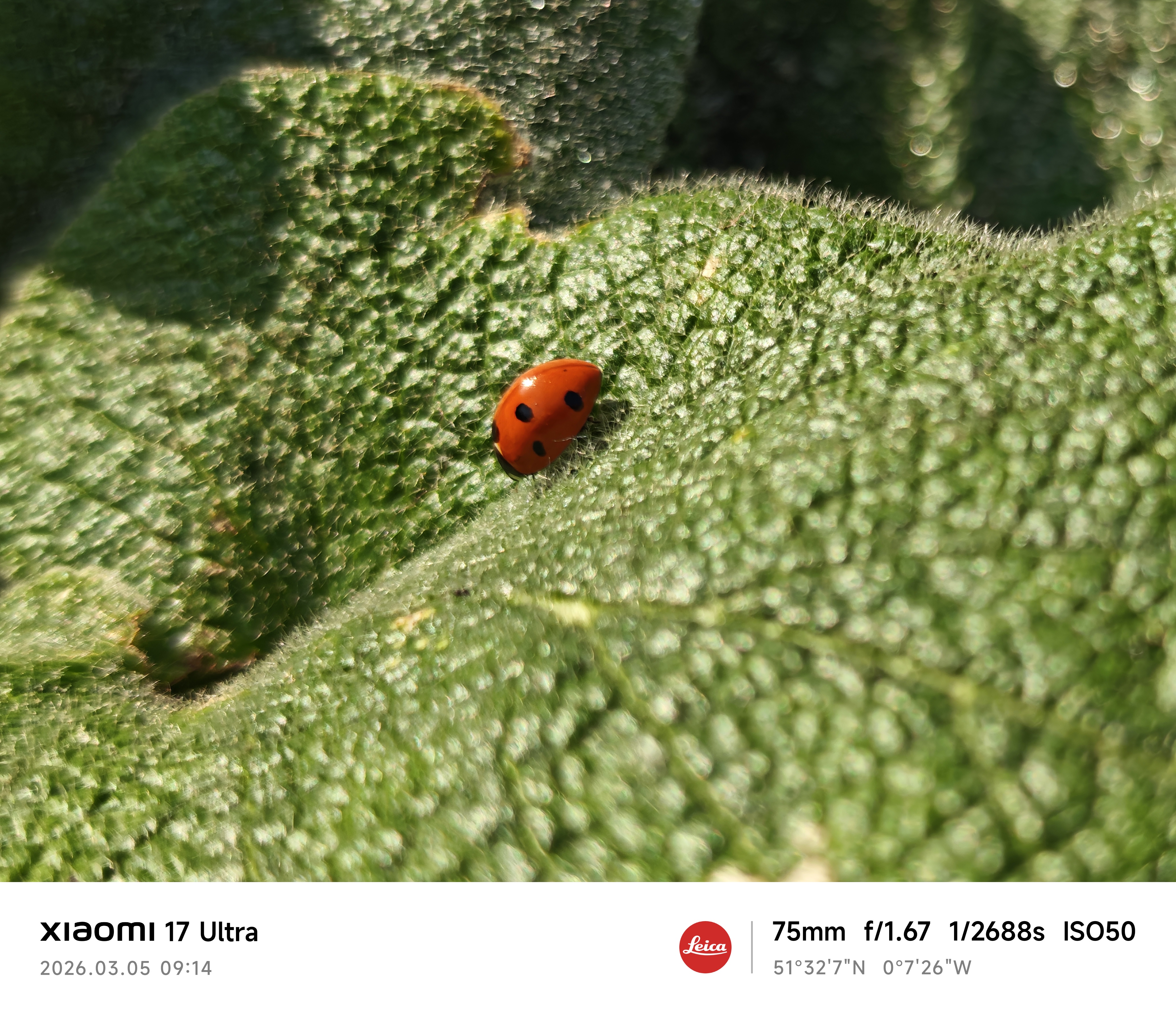 Xiaomi 17 Ultra camera sample ladybird macro zoom 3.2x