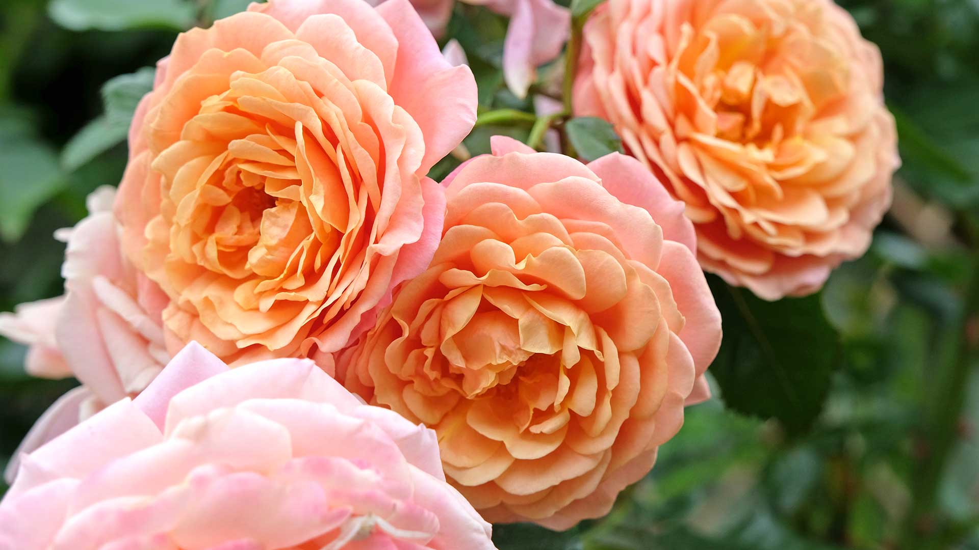 how to grow roses – peach coloured roses