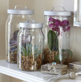 storage jars with terrarium and shelves