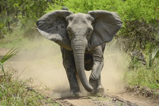 A matriarch defends her herd in Gorongosa Park in Mozambique