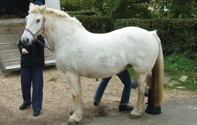 An overweight horse