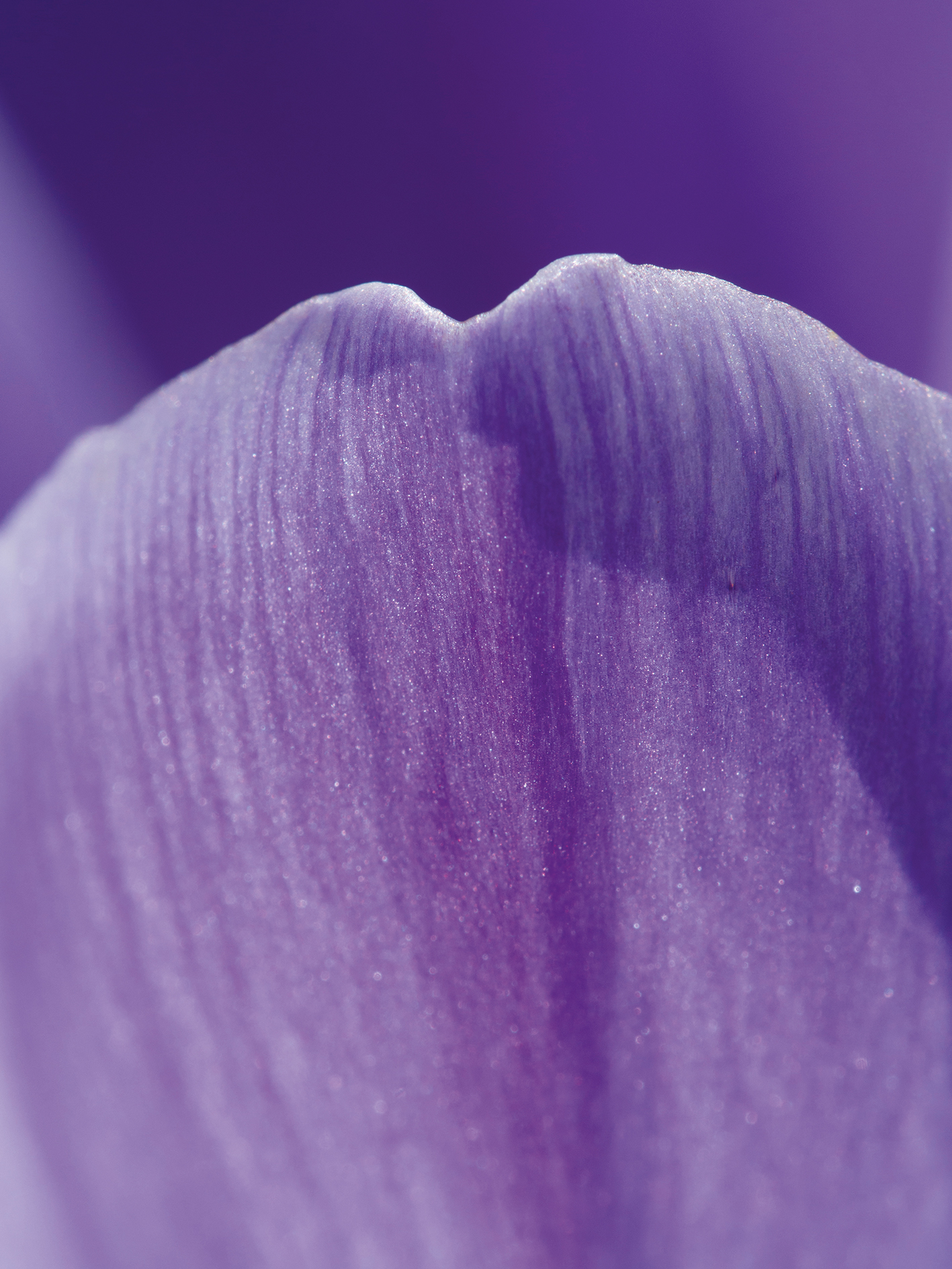 Close-up of a delicate purple flower petal showing fine texture and subtle shimmer under soft lighting