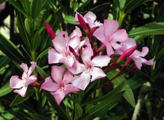 Nerium/Oleander plant poisonous to pets
