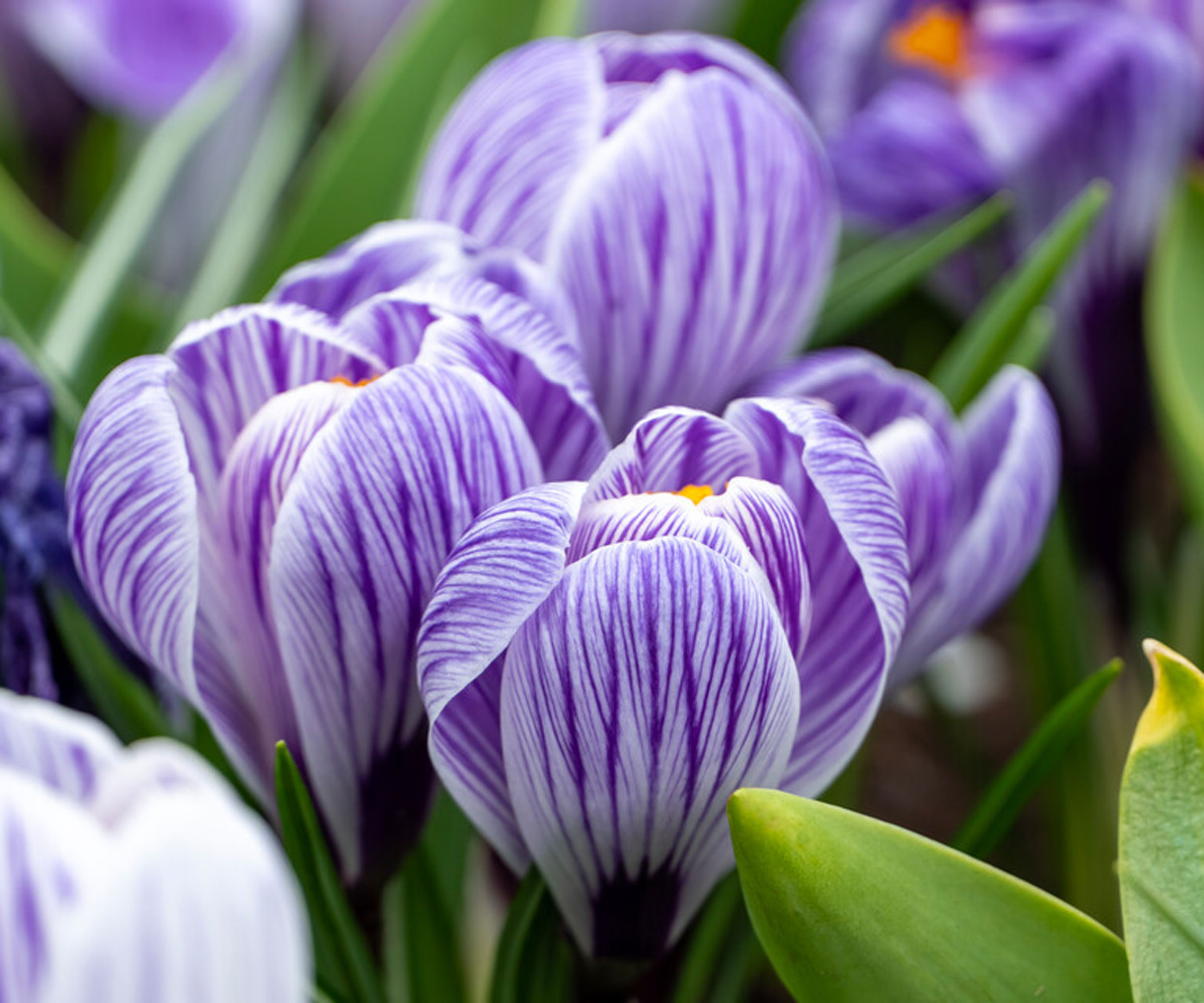 purple bicoloured crocus flowers