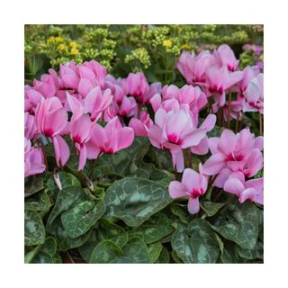 close-up of cyclamen flowers