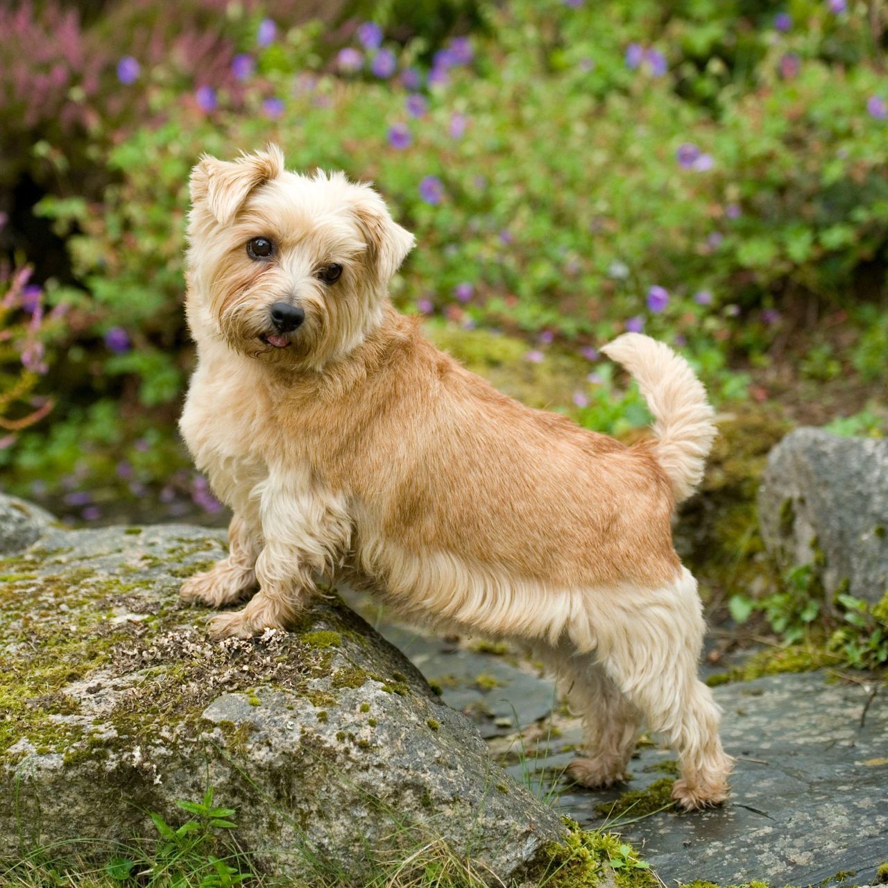 Norfolk terrier