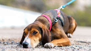 Hound dog hates their harness and is lying on the ground looking depressed