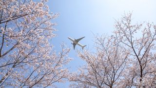 A plane flying in the sky above Cherry Blossom trees in Japan