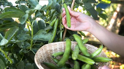 A hand harvesting fava beans off the plant