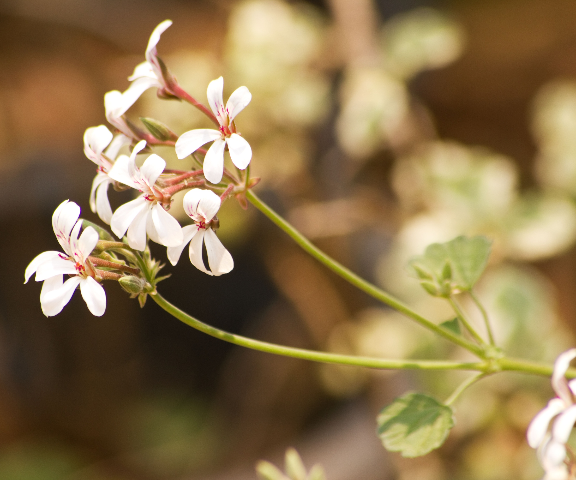 Scented Geranium &amp;lsquo;Nutmeg&amp;rsquo; flowers