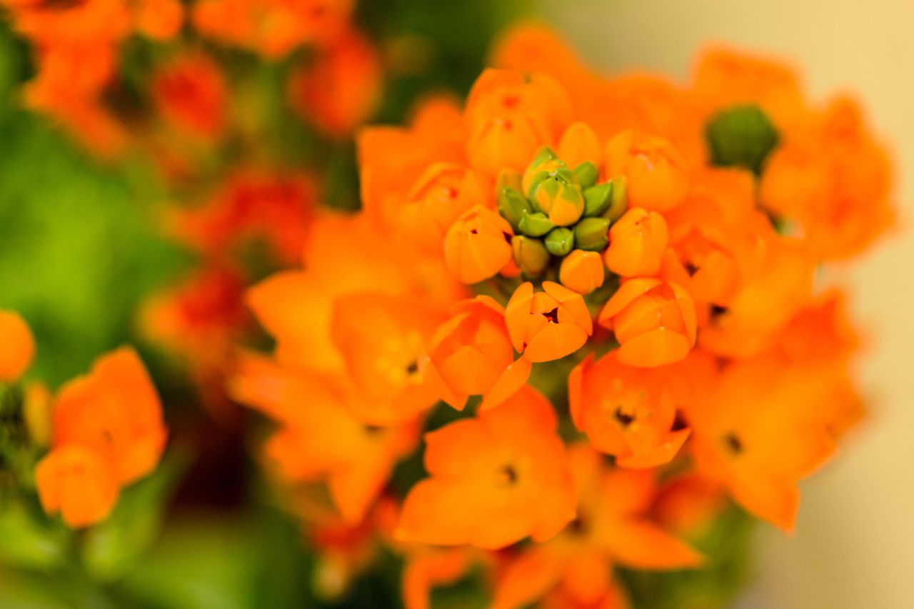 Orange star plant