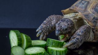 Tortoise eating cucumber