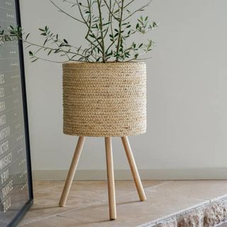 A woven planter with an olive plant inside