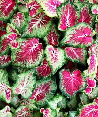 heart-shaped leaves of caladium plant, also known as Angel Wings