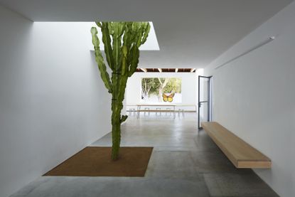 Long open space with a giant cactus planted in the middle of the floor at Emeco House