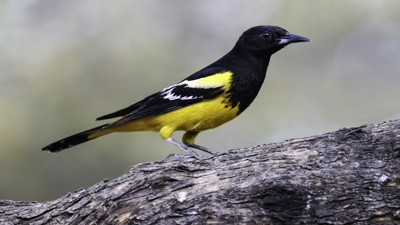 A Scott&#039;s oriole