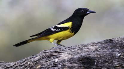 A Scott's oriole