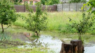 A garden with lawn and small fruit trees which is flooded with water