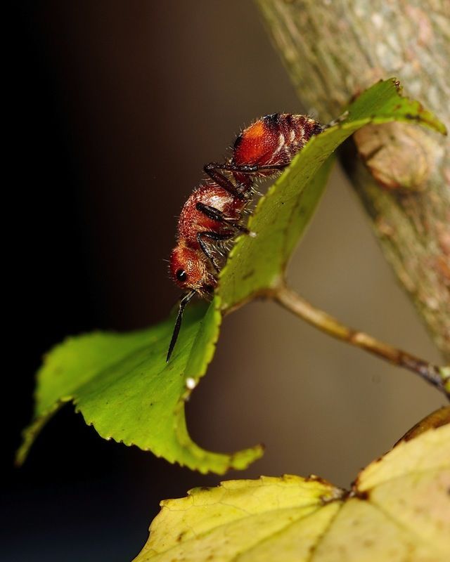 Gallery of Crazy Ants | Live Science