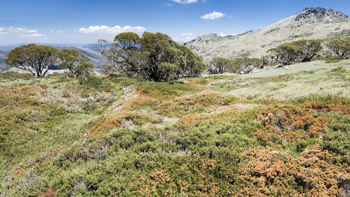 Kosciuszko National Park in the Snowy mountains Australia