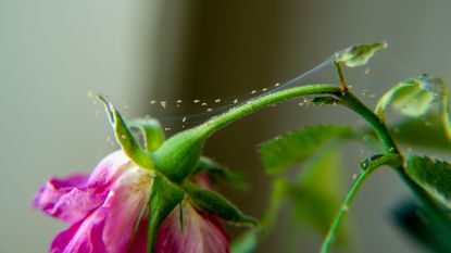 Spider mite infestation on potted houseplants