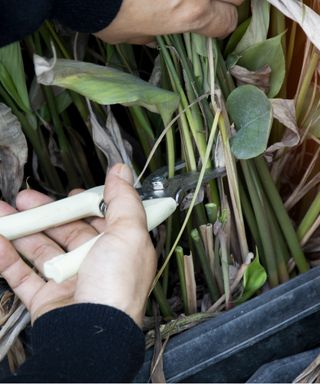 Cutting stems at an angle