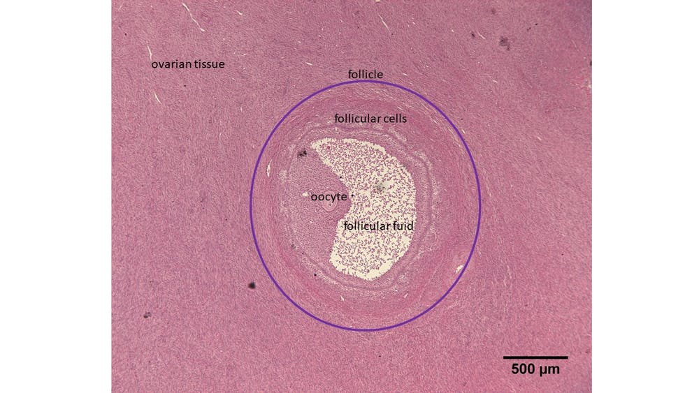 A follicle situated in the ovarian tissue of a southern white rhinoceros.