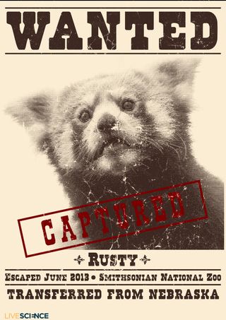 Animal Escapes - Rusty the Red Panda