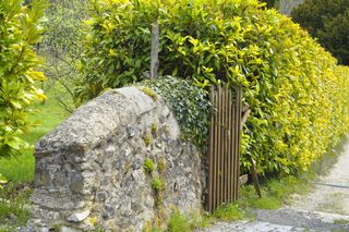 laurel hedge by gate