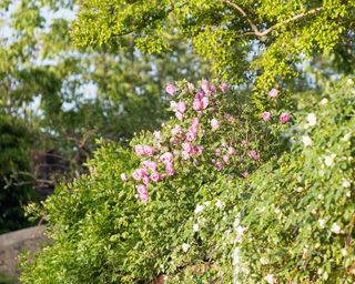 garden wall with foliage plants and pink roses